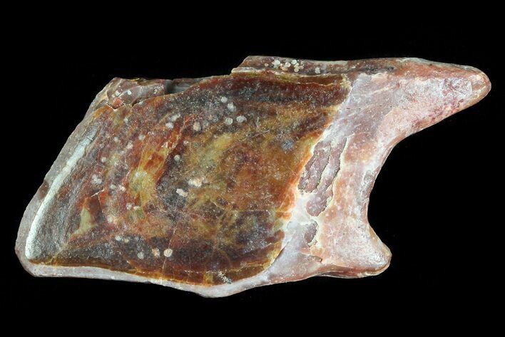 Cretaceous Gar Fish Scale - Kem Kem Beds #81209
